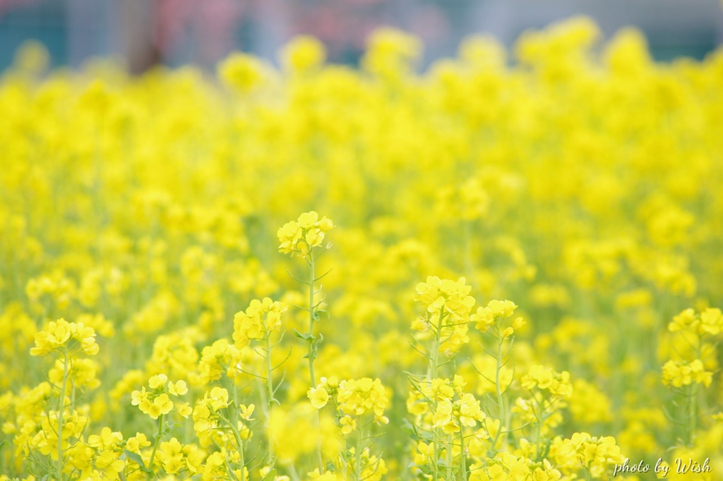 菜の花