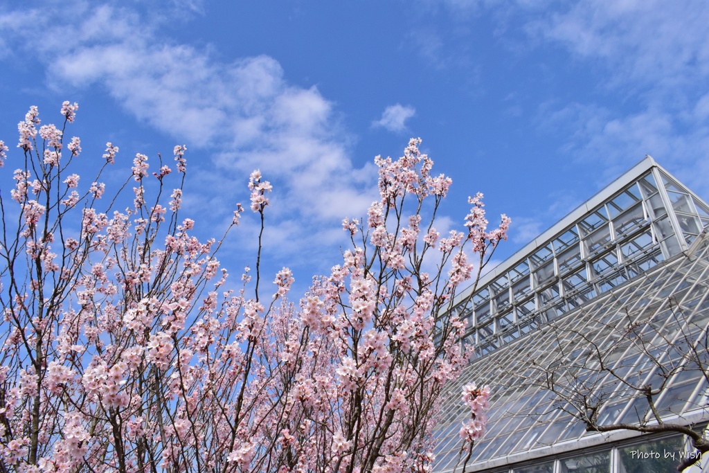 啓翁桜