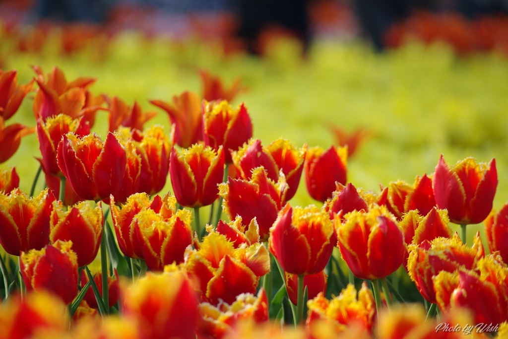 2017 Tulip 