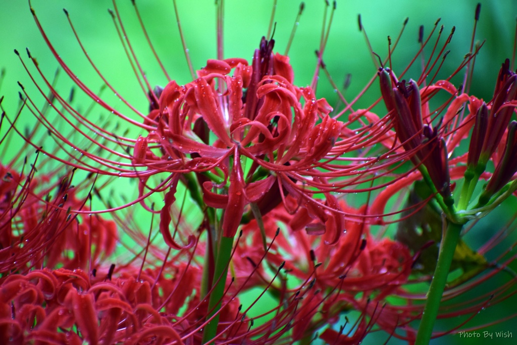 雫を纏った朱色の花