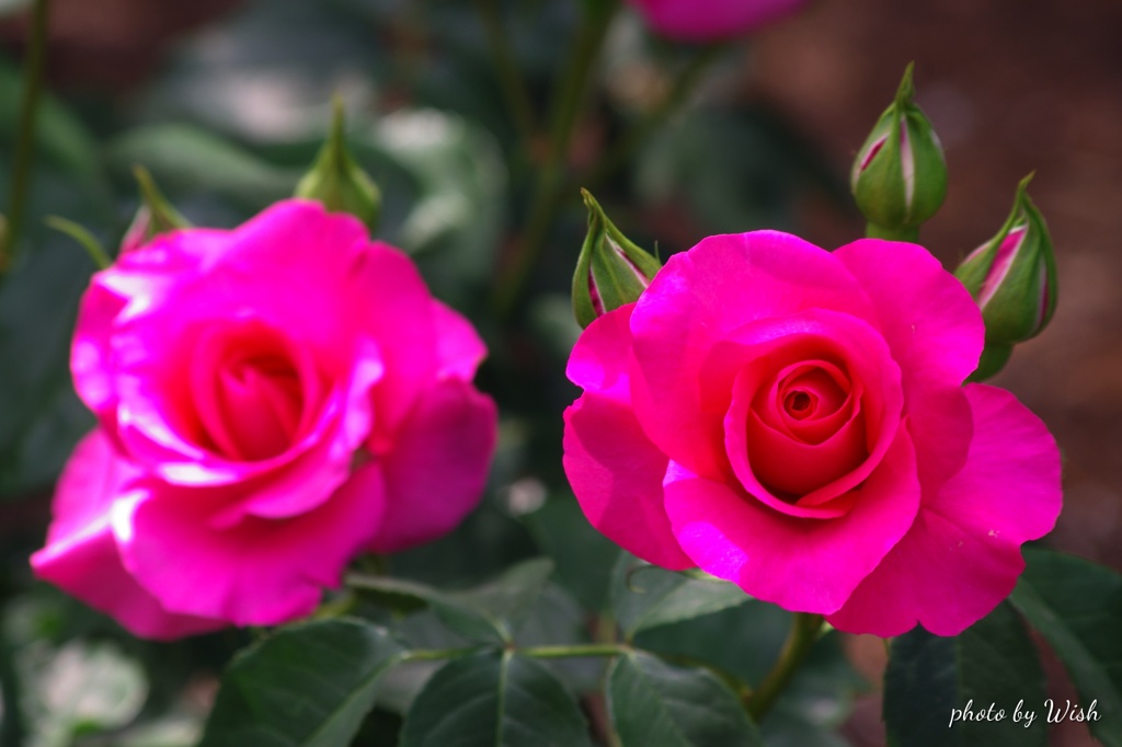 Ｔｗｉｎ　Ｒｏｓｅ