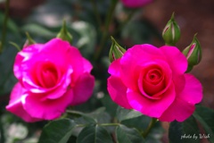 Ｔｗｉｎ　Ｒｏｓｅ