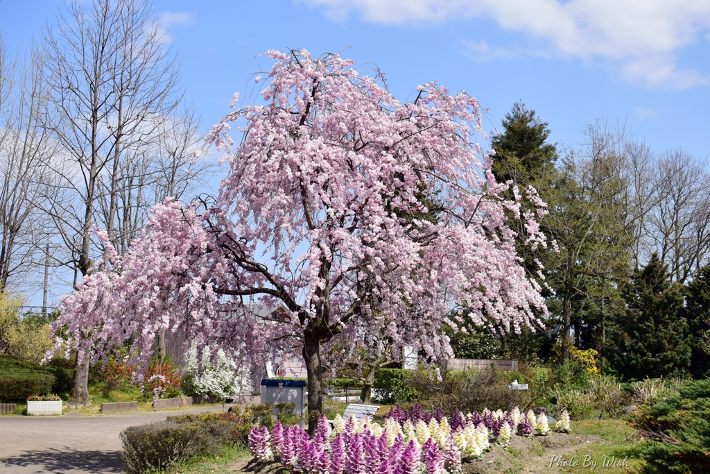 枝垂桜