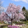 枝垂桜
