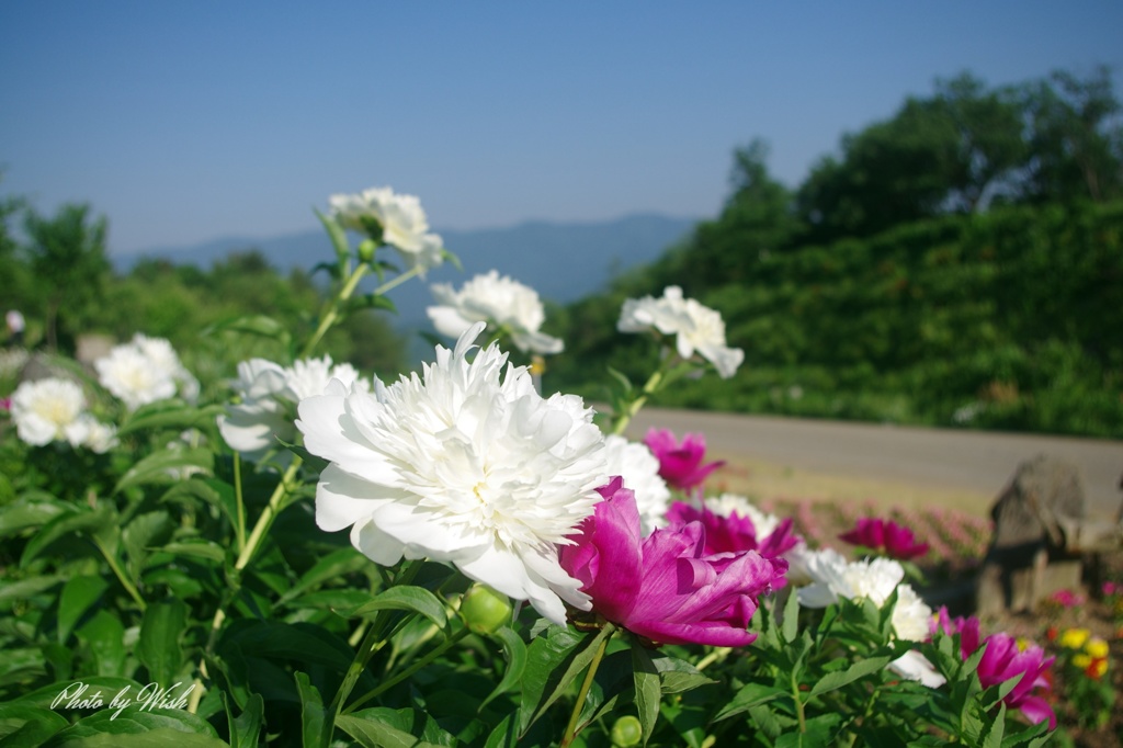 5月に咲く花