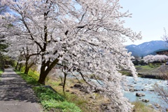 満開の桜