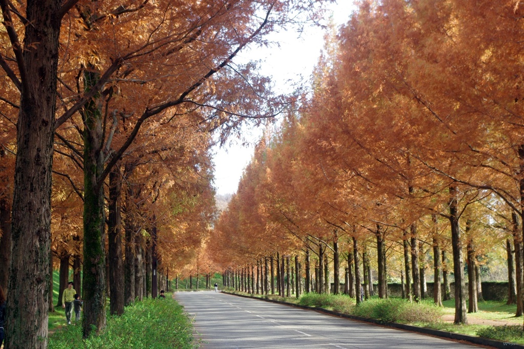 太陽が丘：散策～メタセコイア通り～