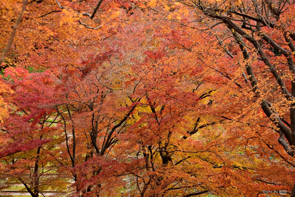 紅葉＆黄葉の彩