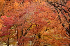 紅葉＆黄葉の彩