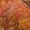 紅葉＆黄葉の彩