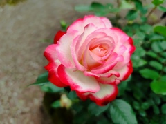 ５月の薔薇