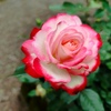 ５月の薔薇