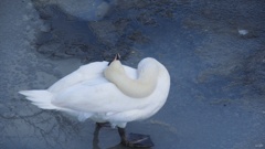白鳥：氷の上で