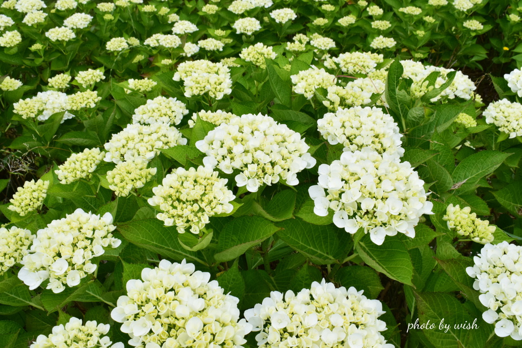 白い紫陽花