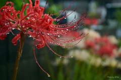 雨の彼岸花