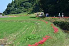 彼岸花のライン