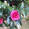 山茶花