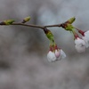 枝先の開花