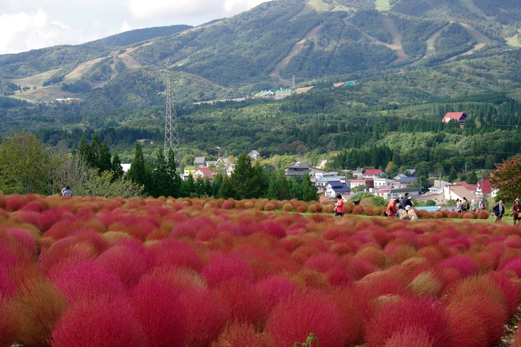 コキアの紅葉
