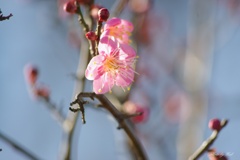 紅梅