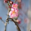 紅梅