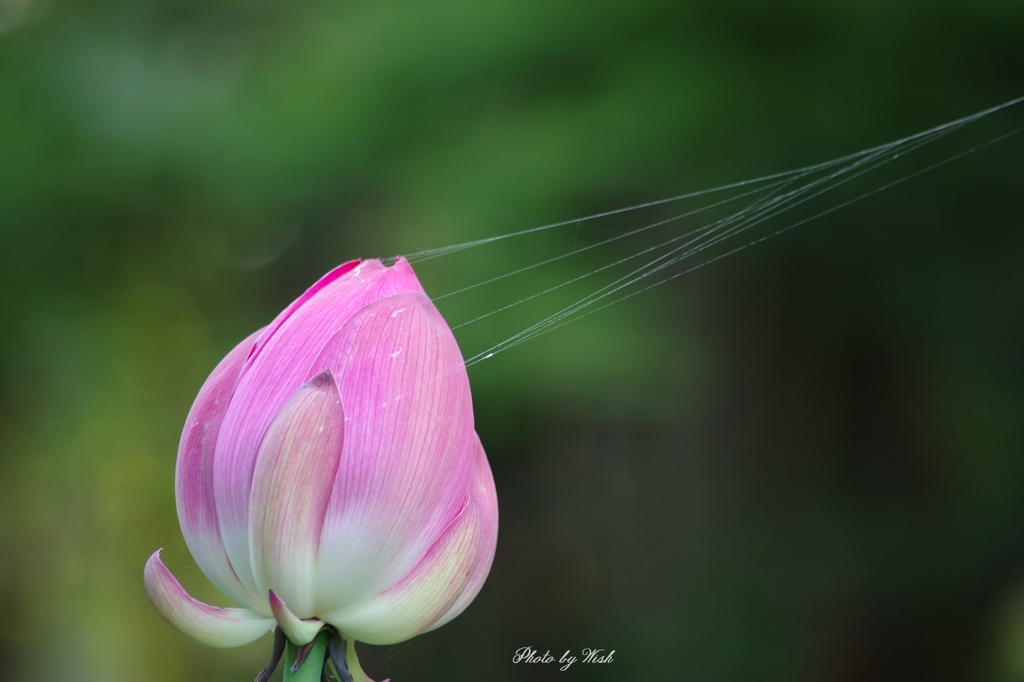 Silk thread