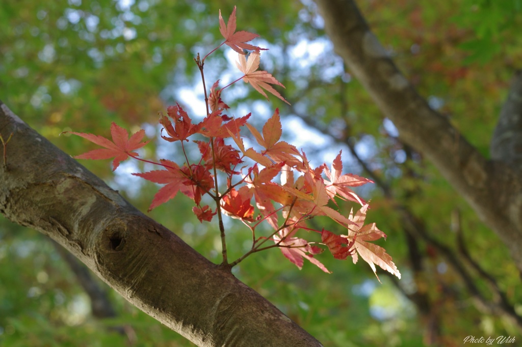 プチ紅葉