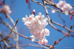 春の十月桜：2019年3月撮影