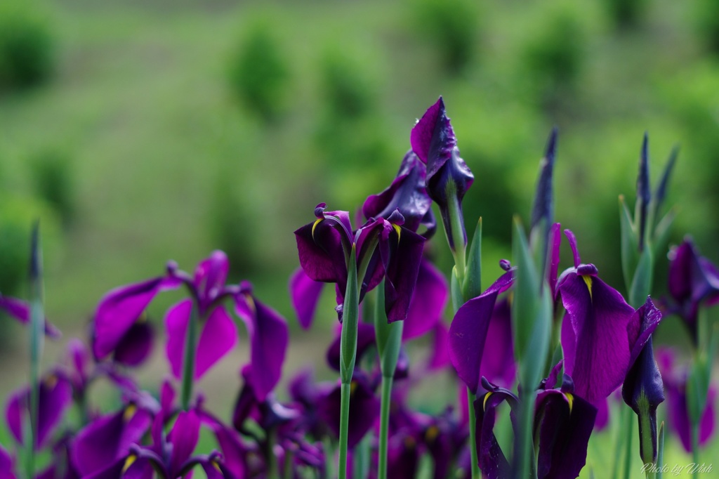 花菖蒲