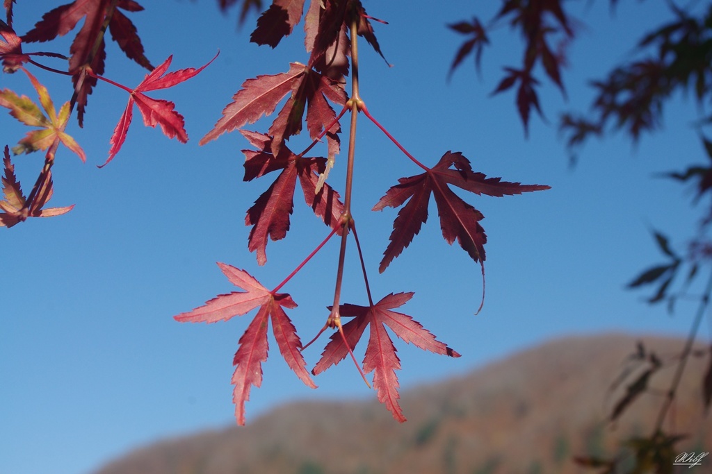紅葉