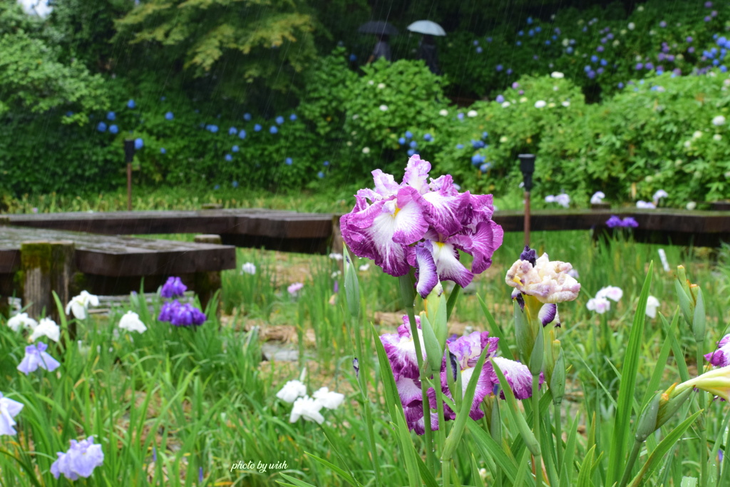 雨の菖蒲園