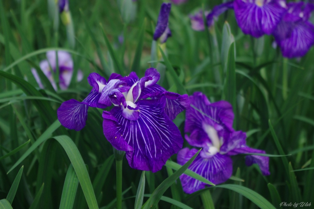 卯辰山花菖蒲園