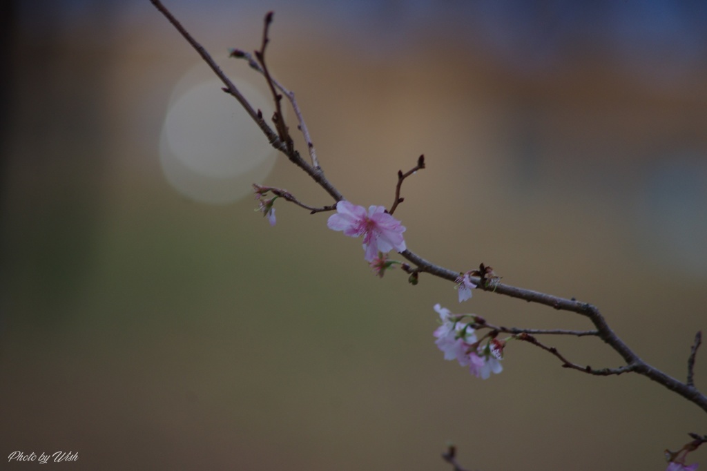 十月桜