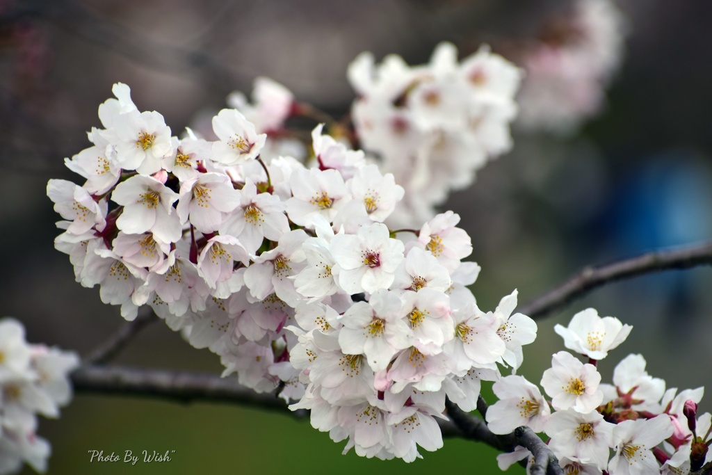 桜の表情