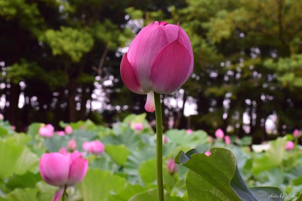 背の高い蓮花