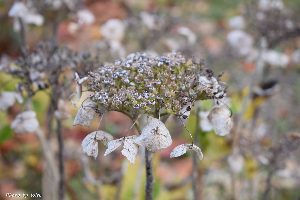 Dried flower