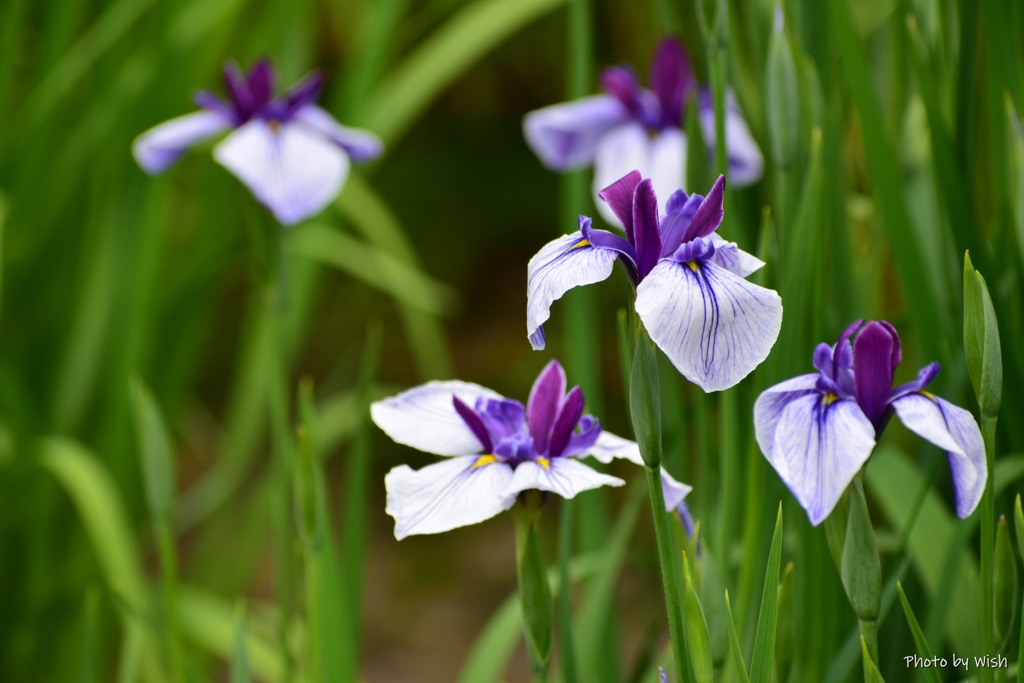 花菖蒲