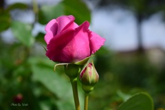 初夏の薔薇