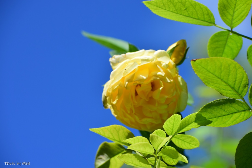 ９月の薔薇