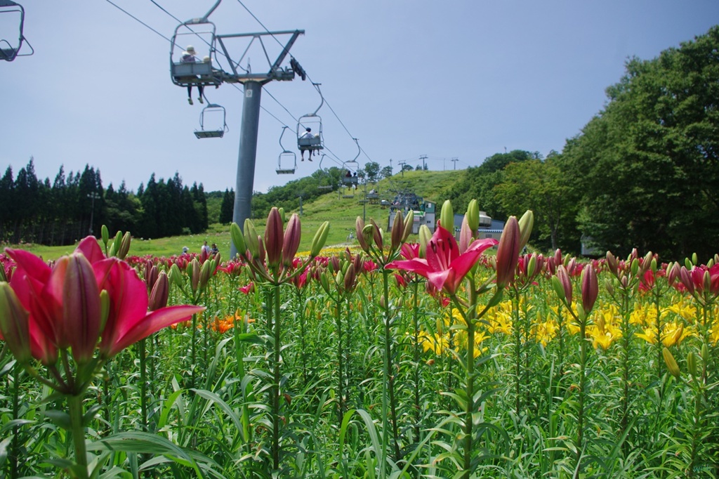 ゆりの花⑤