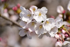 桜日和