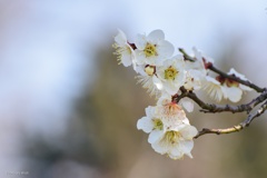 開花待ち遠しい