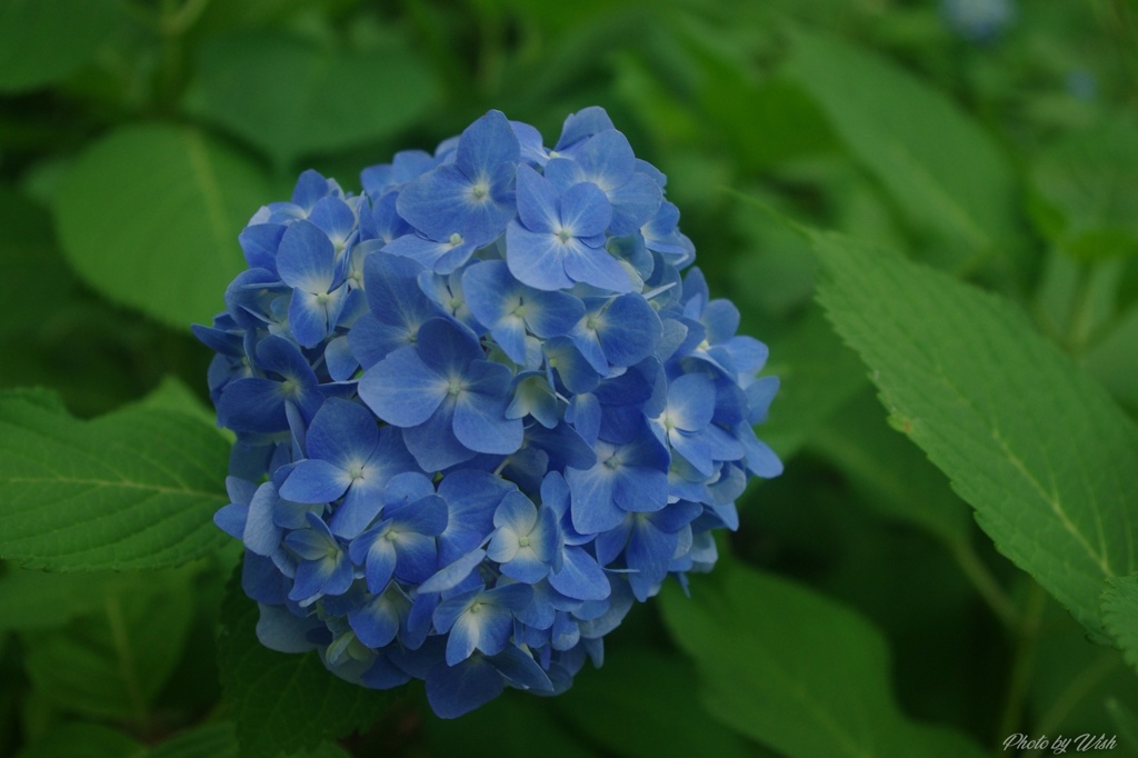 Blue