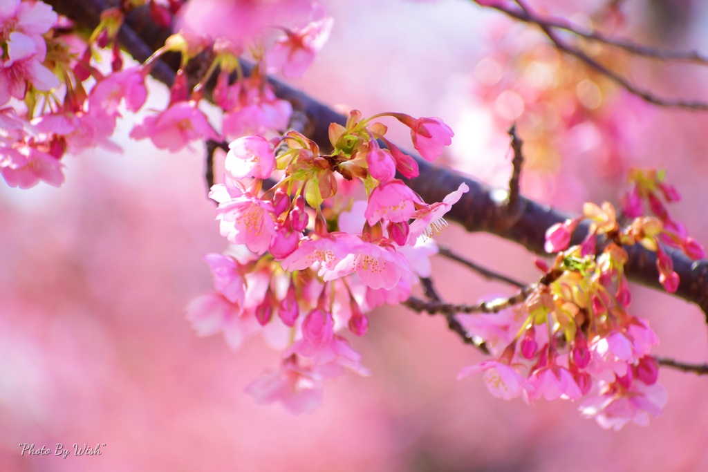早咲き桜
