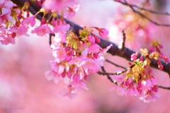 早咲き桜