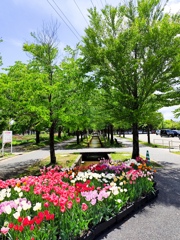水路の彩り花と若葉並木