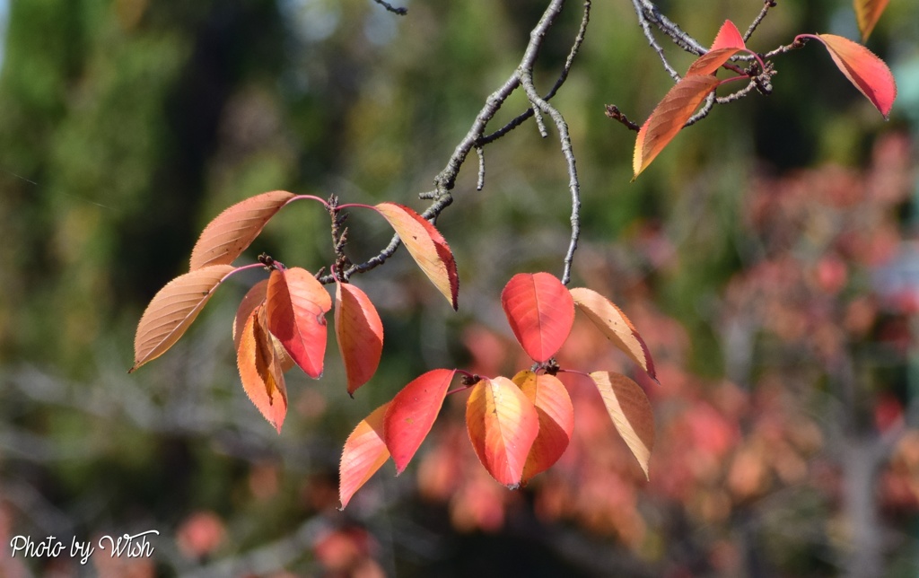 染井吉野の紅葉