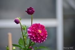 3つの表情 3つの表情