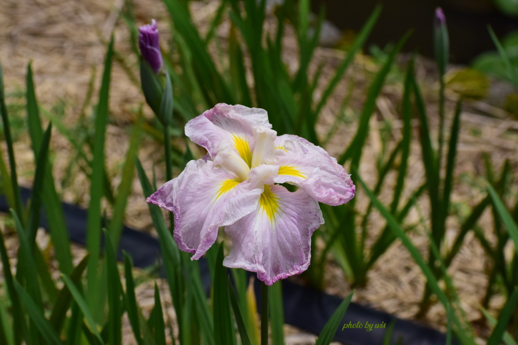 透き通る花弁