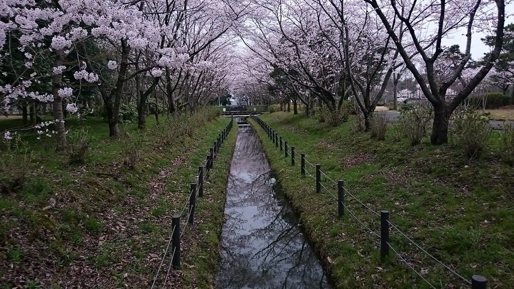 桜並木